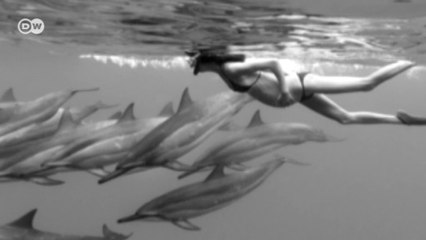 O fotógrafo "encantador de tubarões"