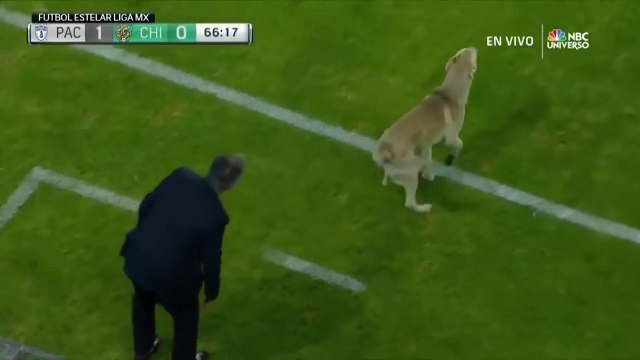 Un chien et un chat s'incruste sur le terrain pendant un match de foot au Mexique
