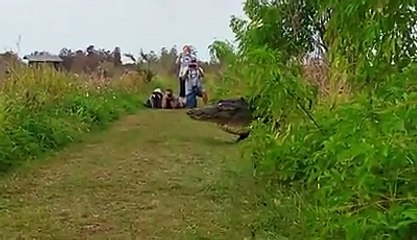 Un alligator géant passe devant des touristes