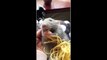 Pet rat named baby is very content munching on strands of spaghetti