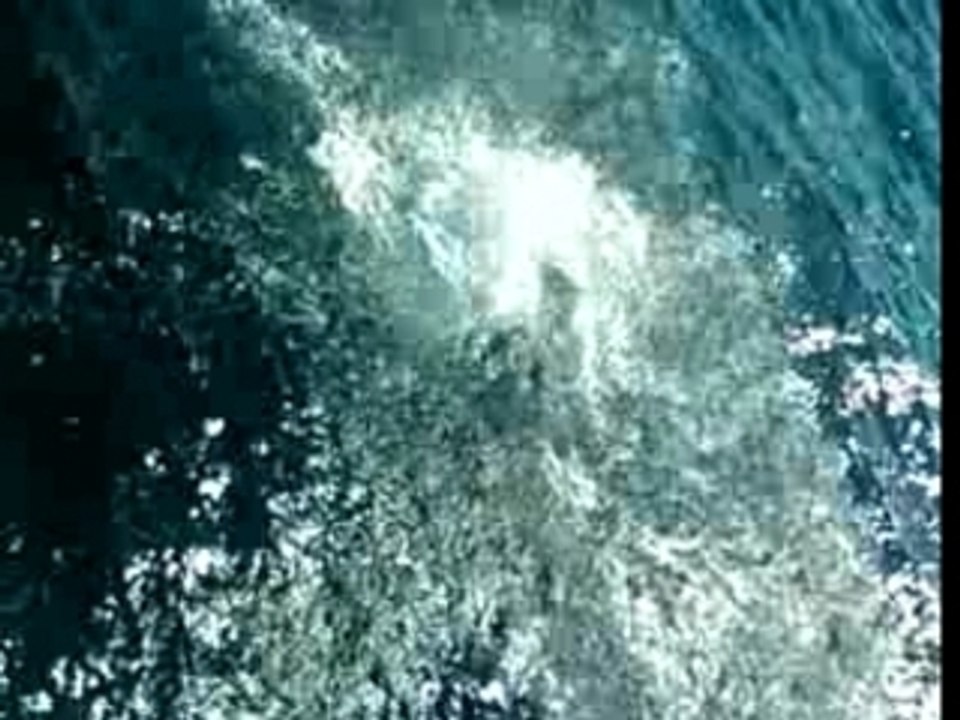 le plongeur d'acapulco