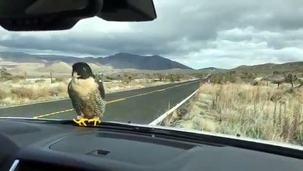 Un oiseau posé sur le pare-brise ne vaut pas partir même quand la voiture est en marche