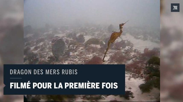 L e dragon des mers rubis filmé pour la première fois, en Australie