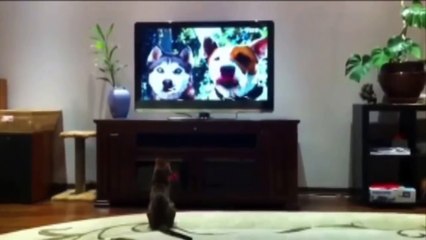 Кот взрывает телевизор