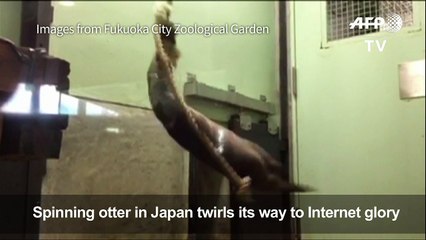 Japan's spinning otter twirls its way to internet glory