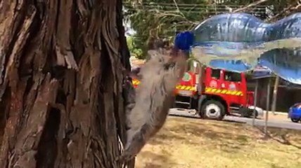 sincabın su içişi bi acayip