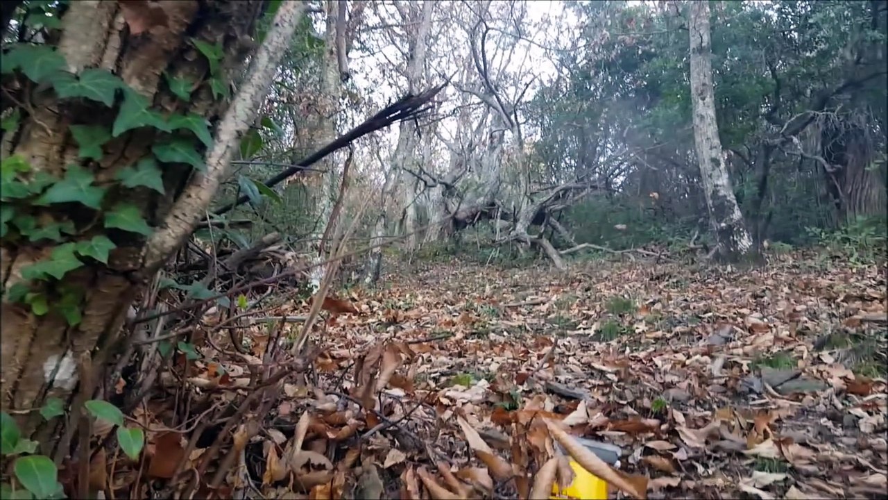 Chasse au Sanglier (83) à la St Sylvestre