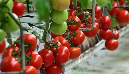 KAYSERİ ŞEKER SERASININ TOPRAKSIZ DOMATESLERİ SOFRALARDA YERİNİ ALMAYA BAŞLADI