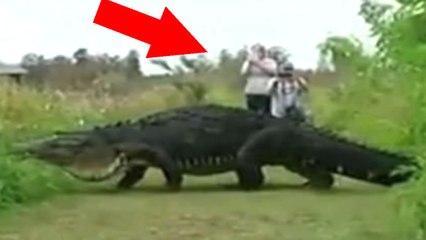 JACARÉ GIGANTE FILMADO POR TURISTAS NA FLÓRIDA ASSUSTADOR