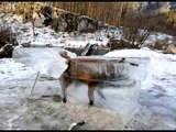 L'incroyable photo d'un renard pris dans la glace ' REPOSE EN PAIX PETIT RENARD ' By Skutnik Michel
