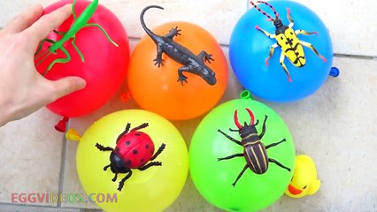 Finger Family Insects Water Wet Balloons Learn Colors Nursery Rhymes Songs for Babies EggVideos.com