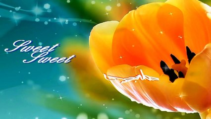 Sweet Sweet Tulipan..