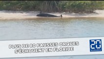 Plus de 80 fausses orques s'échouent sur les côtes de Floride