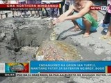 BP: Endangered na green sea turtle, nakitang patay sa baybayin sa CdeO