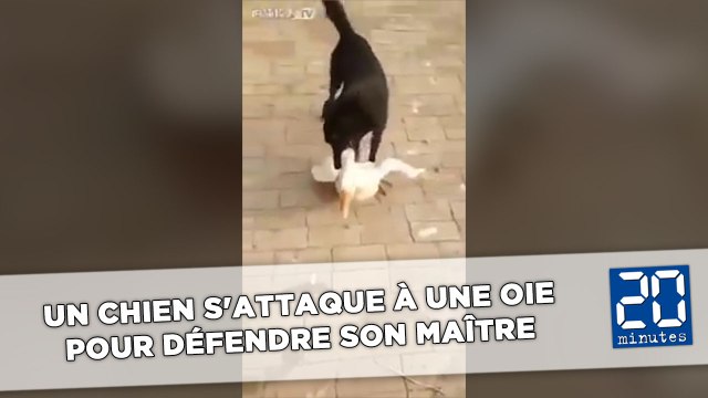 Un chien s'attaque à une oie pour défendre son maître