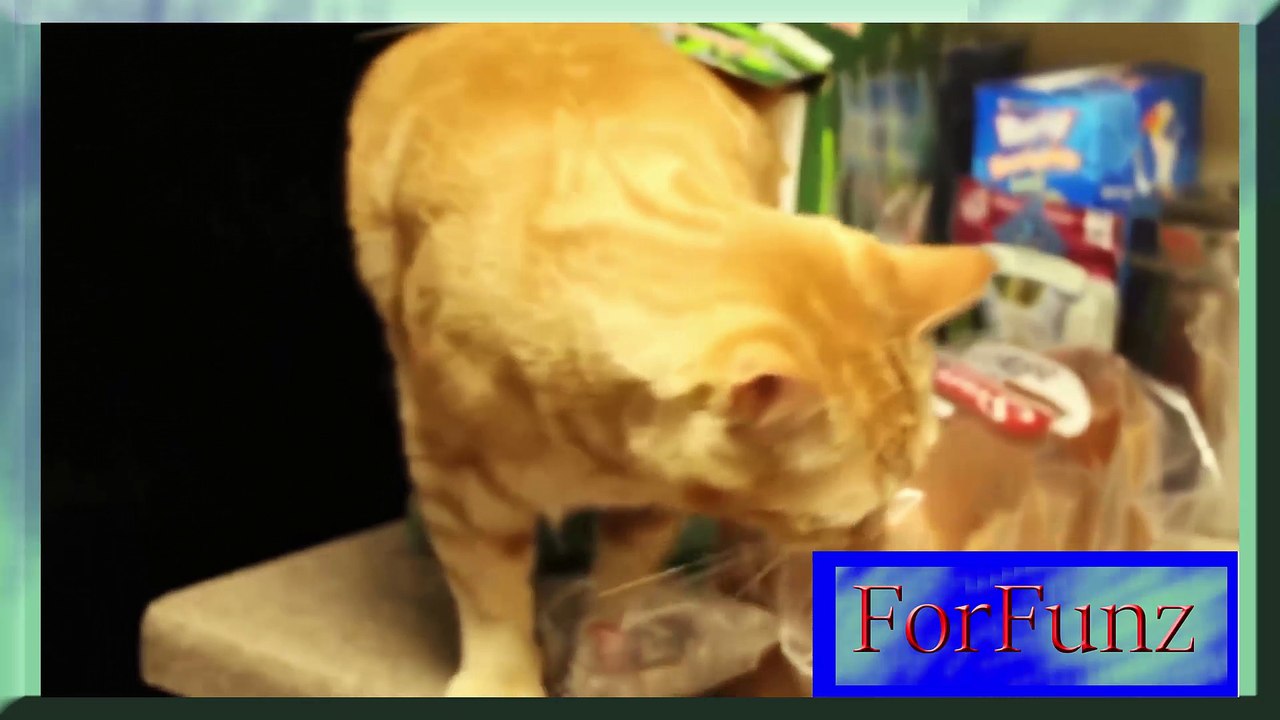 Oppa Catgnam Style