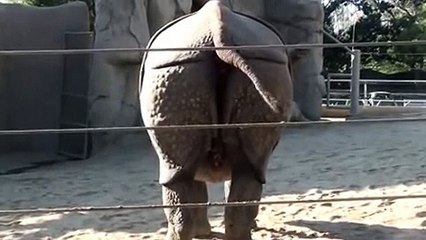 Animale fa enorme cacca allo zoo