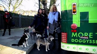 Quand les chiens découvrent Londres en bus
