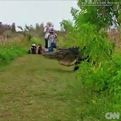 Massive alligator spotted in Florida nature reserve