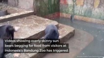 Distressing video shows starving sun bears begging visitors for food