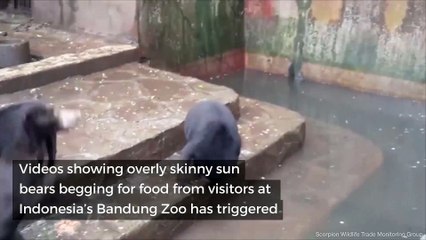 Distressing video shows starving sun bears begging visitors for food