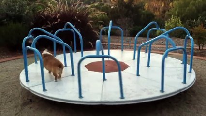 Подборка лучших COUB собаки Топ 10 | Dogs COUB Top 10