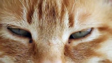 猫の顔 160722 The face of the cat