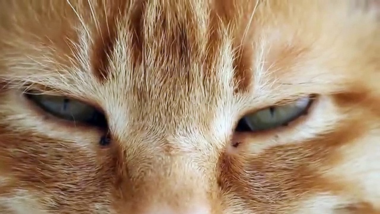 猫の顔 160722 The face of the cat