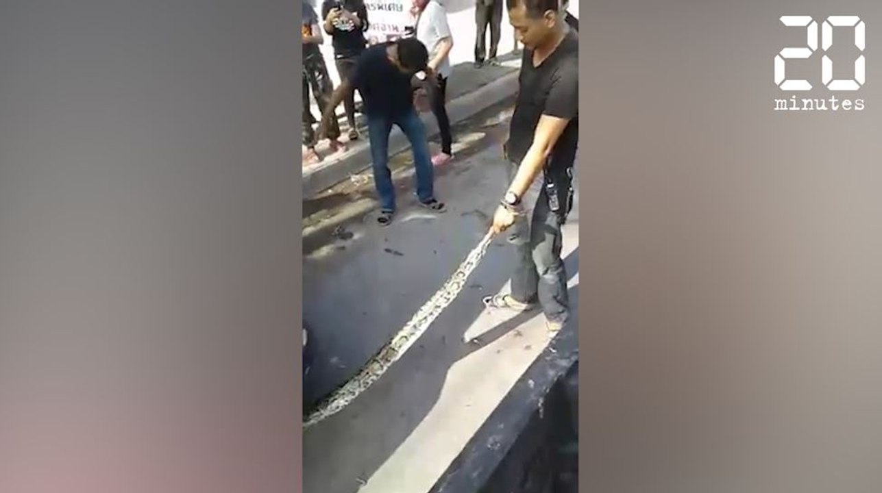 Il découvre un très gros serpent dans son moteur ! - Le rewind du mercredi 18 janvier 2017