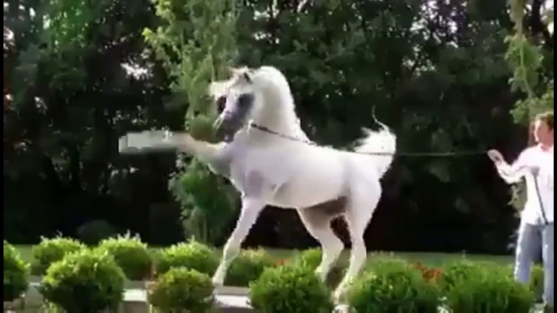 Beautiful White Horse الحصان العربي الأصيل ♡حصان ابيض رووعة - فيديو  Dailymotion
