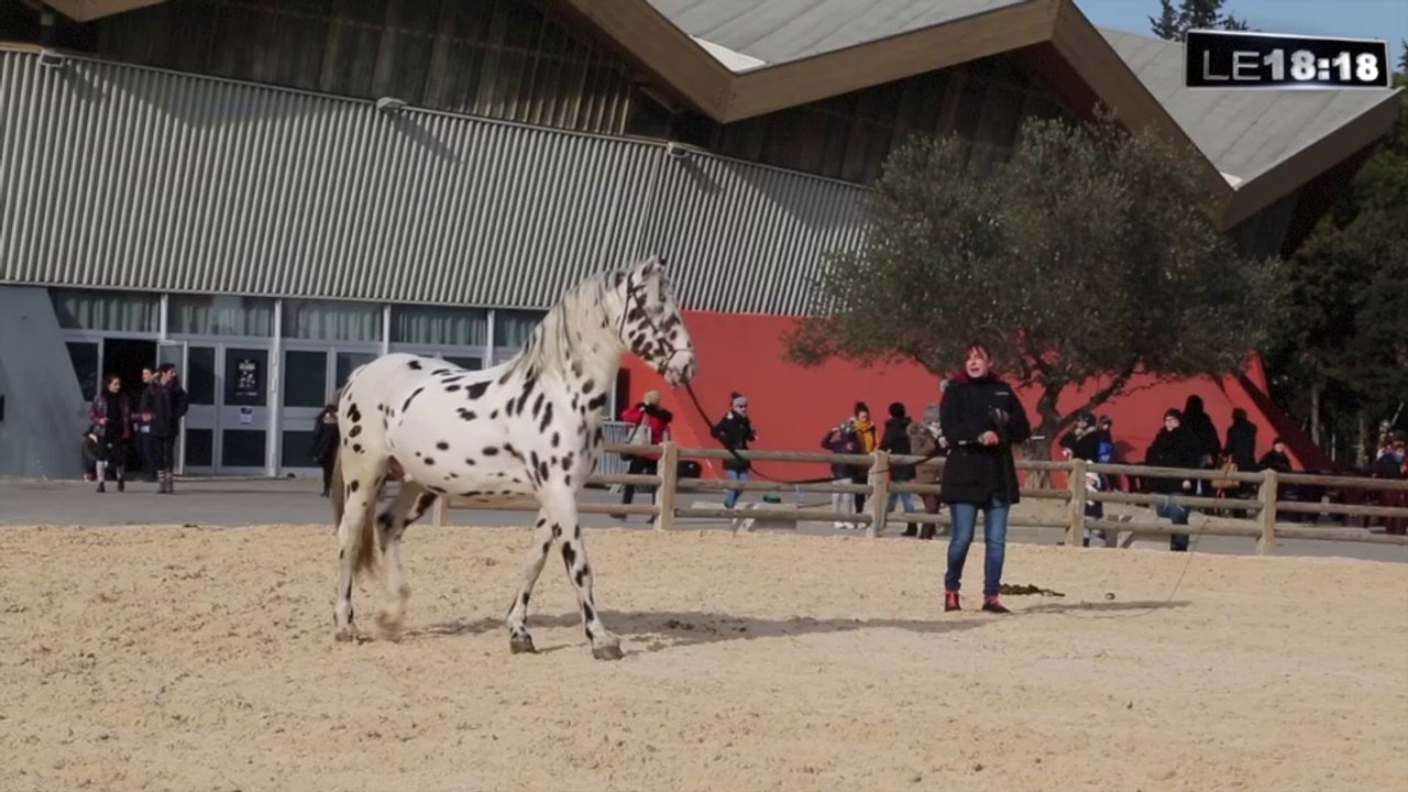Le 18:18 - Avignon : 100000 visiteurs et 1200 chevaux attendus pour "Cheval Passion"