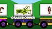 Trains Bring Up Insects Fun For learning INSECTS and BUGS NAMES, educational cartoons for children