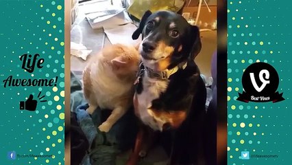 FUNNY CUTE CAT COMPILATION 2017 | Funny Videos 2017 *Life Awesome*