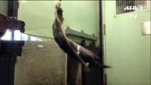 Japon: les acrobaties d'une loutre font le tour de la toile