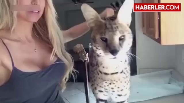 Anne'' Diyen Kedi İzlenme Rekorları Kırıyor