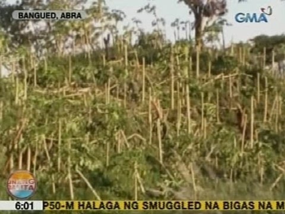 UB: Ekta-ektaryang taniman ng papaya sa Bangued, Abra, sinira ng Bagyong Mario