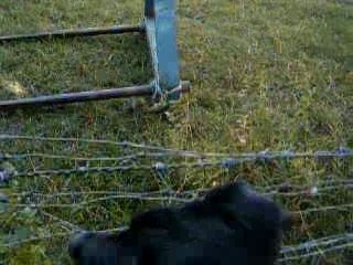 Mua, Betsie et Moutons.
