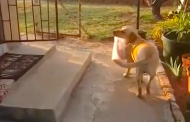 Un chien ramène les courses dans la maison !