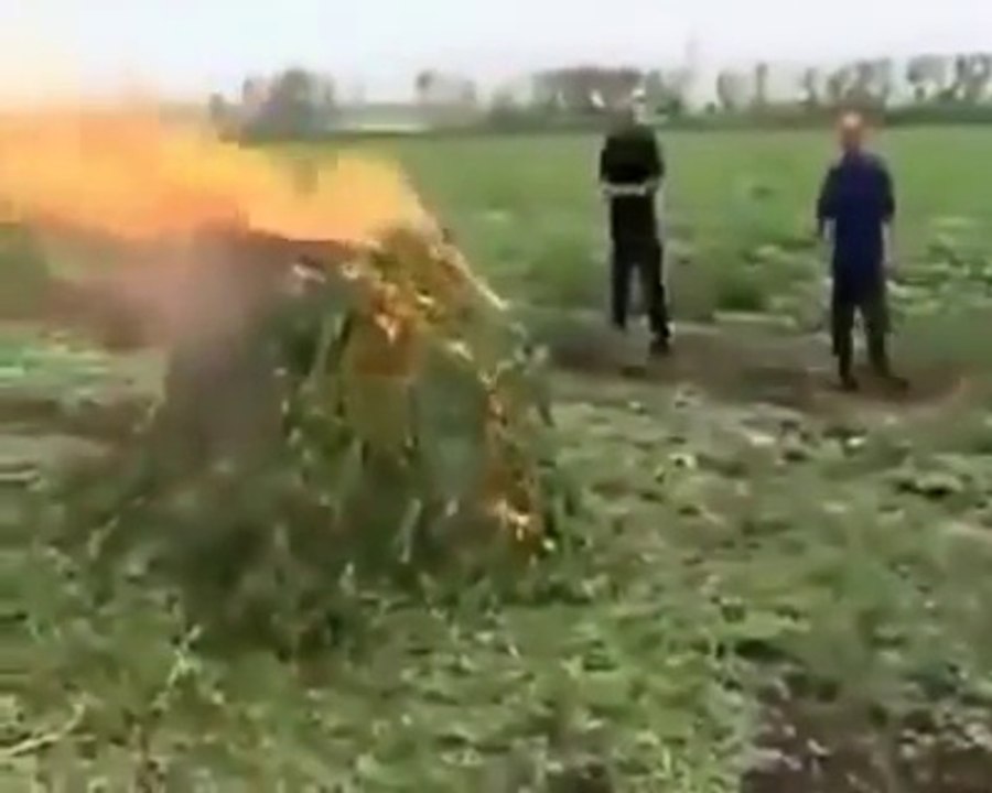 Un flic un peu débile allume un tas de marijuana.. Drame évité de peu