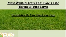 Most Wanted Pests That Pose a Life Threat to Your Lawn