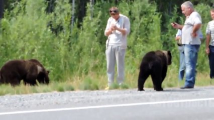 Медведь вымагает пожрать! Русские приколы! Ржака пистес! Прикол 2015! Подборка приколов!