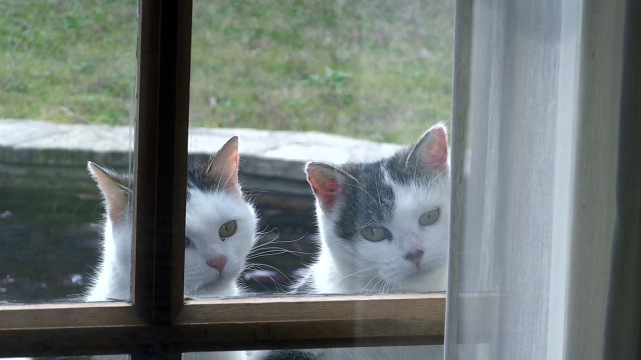 Chattes léchouilles