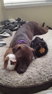 Caring Pit Bull adorably snuggles with guinea pigs!