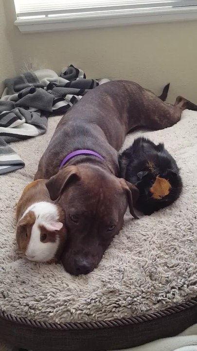 Caring Pit Bull adorably snuggles with guinea pigs!