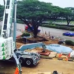 Dev ağacın  sökülmesi taşınması nakliyesi Vinç yardımıyla yapılıyor