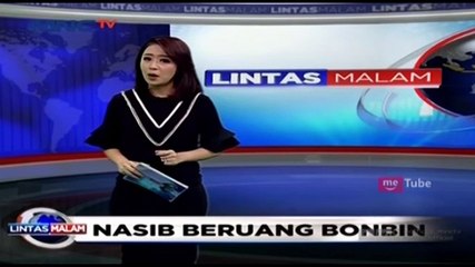 Pemeriksaan Bayi Beruang Kutub di Kebun Binatang Berlin