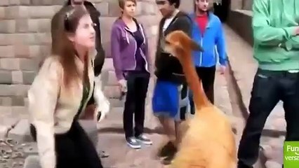 CRAZY ANIMALS ATTACKS COMPILATION