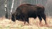 European wood bison, Indian Bison and American Bison