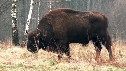 European wood bison, Indian Bison and American Bison