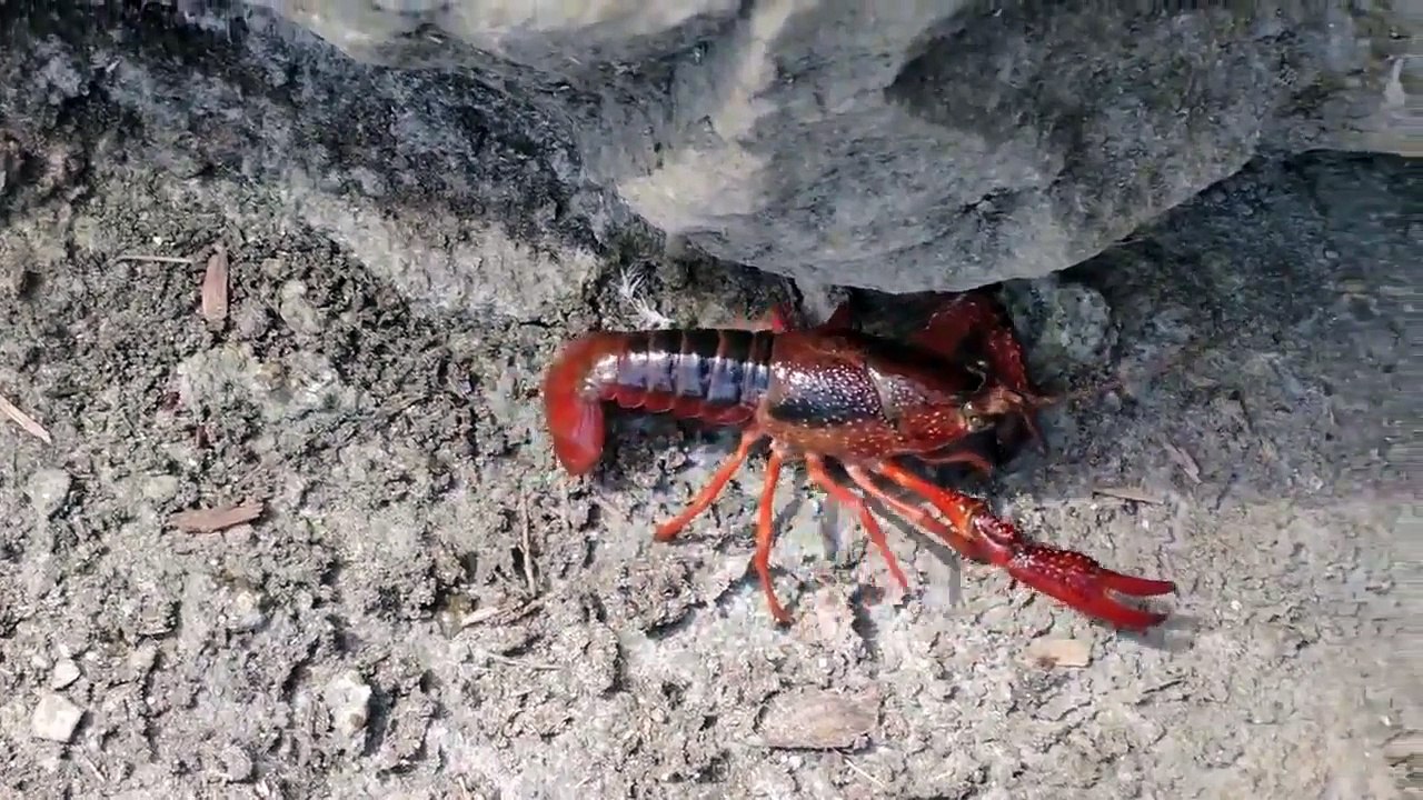 Invertebrate
